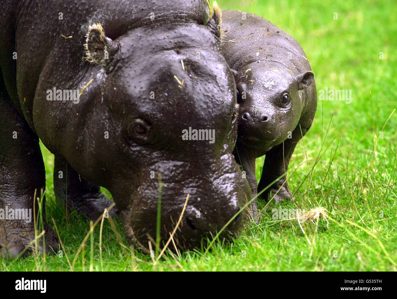 Un ippopotamo pigmeo di un mese chiamato Venere dopo il campione di Wimbledon Venus Williams, si avventura all'esterno con sua madre Leah, 6 anni, allo Zoo di Edimburgo. Venere, lunga diciotto centimetri, nacque il 11 luglio da madre Leah, 6 anni, e padre Fred, 24 anni. * l'ippopotamo pigmeo è un animale solitario originario delle foreste pluviali dell'Africa occidentale e il loro status in via di estinzione è ufficialmente elencato come "vulnerabile". Foto Stock