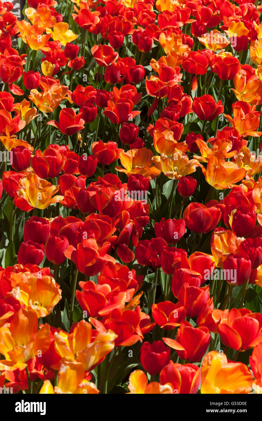 Tulip letto, arancione e rosso (tulipani Tulipa sp.), Meclemburgo-Pomerania, Germania Foto Stock