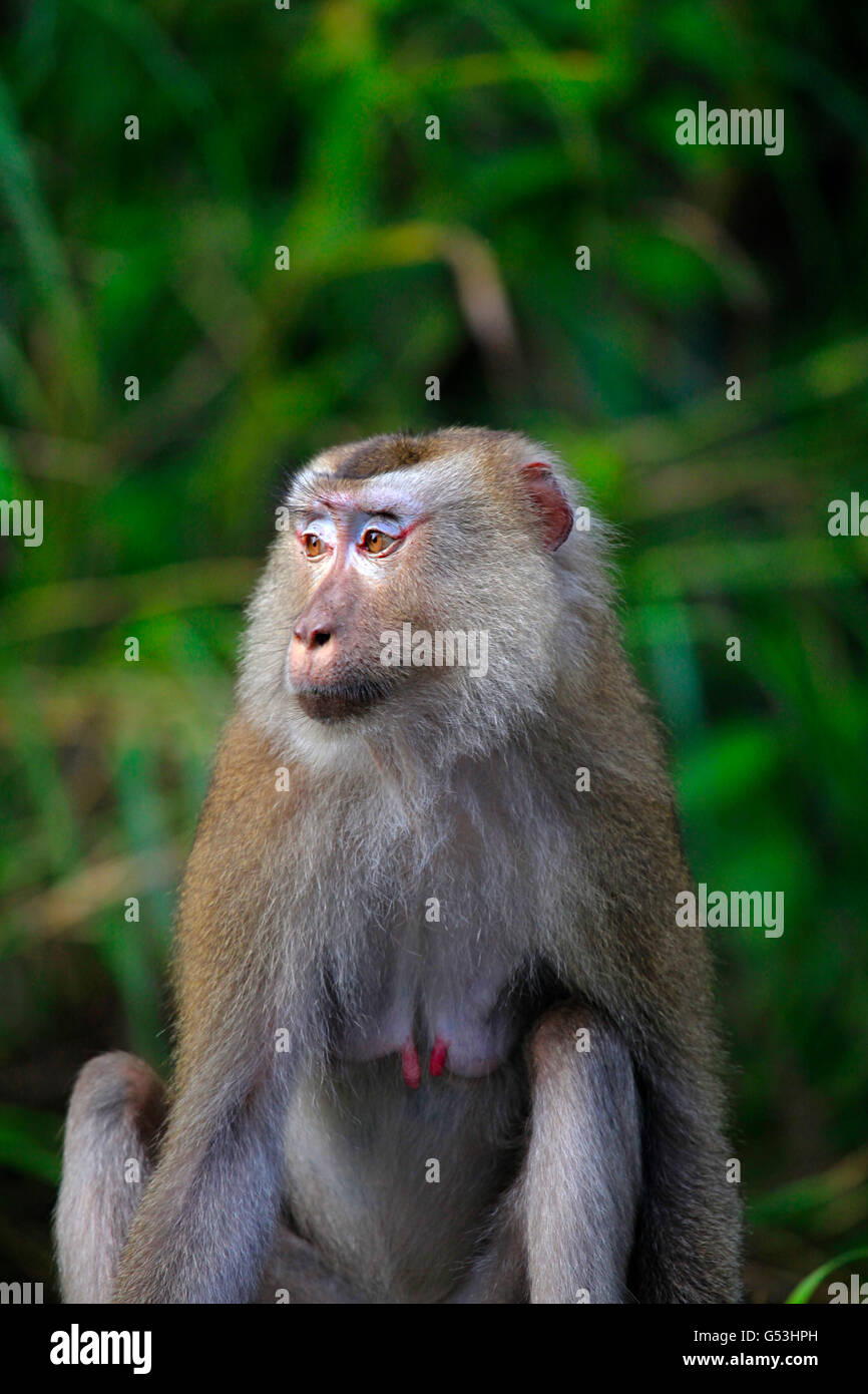 Northern pig-coda Macaque con tettarelle completa Foto Stock