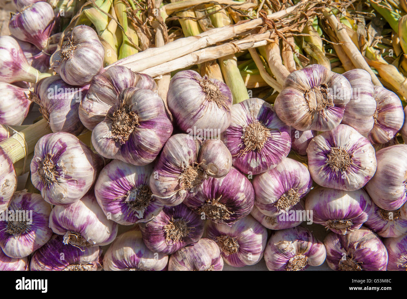 I mucchi di aglio in un mercato di Gruissan, Languedoc, Francia Foto Stock