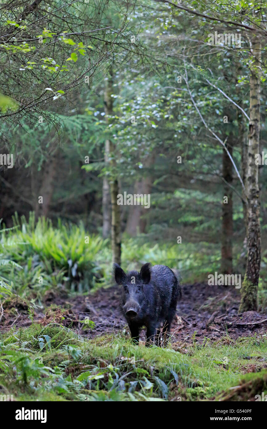 Giovane maschio Cinghiale Foresta di Dean Foto Stock