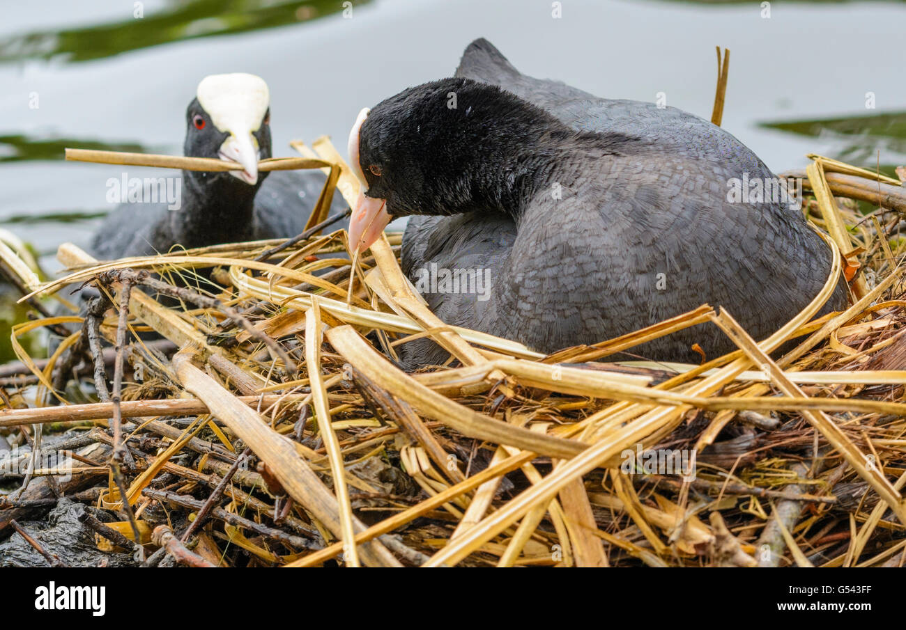 Una coppia di folaghe (fulica atra) costruire un nido su un lago nel Regno Unito. Foto Stock