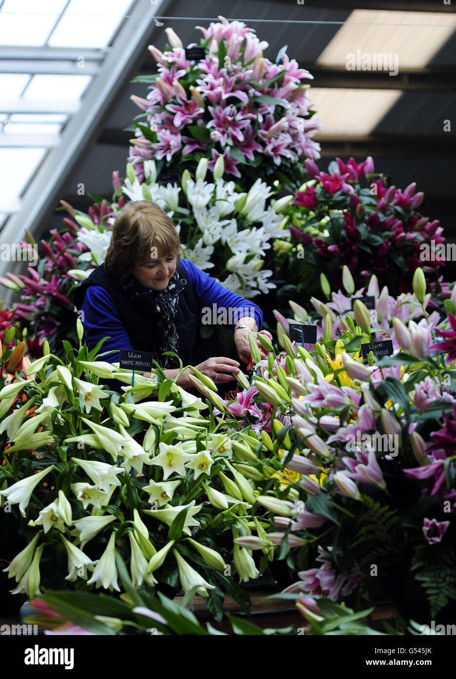 Preparando una mostra di gigli, Lorraine Hart del vivaio Harts sul loro stand al Harrogate Spring Flower Show, che inizia domani, quando migliaia di visitatori sono attesi per partecipare allo spettacolo che si tiene al Great Yorkshire showground di Harrogate. Foto Stock
