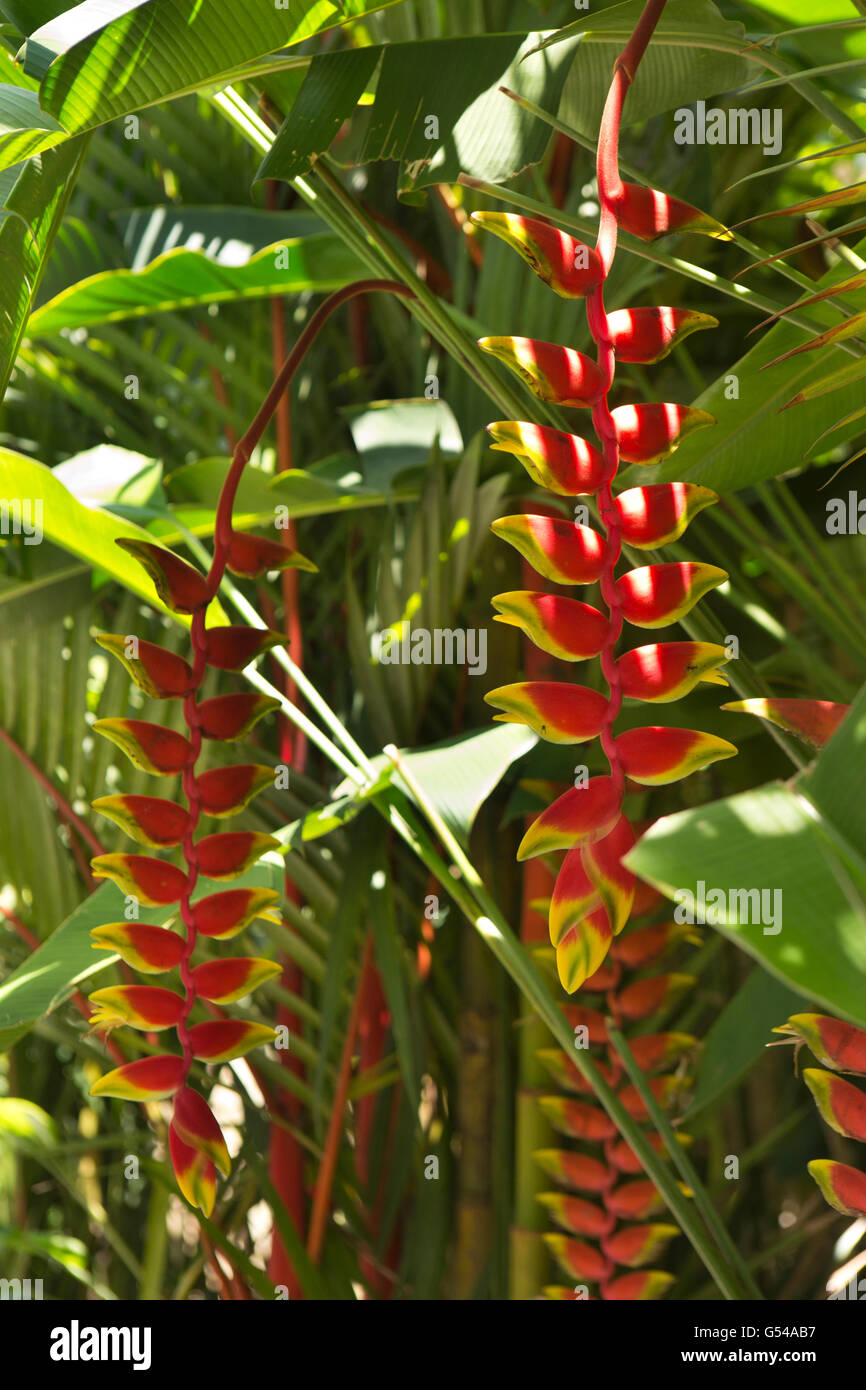 Sri Lanka Galle Provincia, Unawatuna, Heliconia fiori nel giardino tropicale Foto Stock