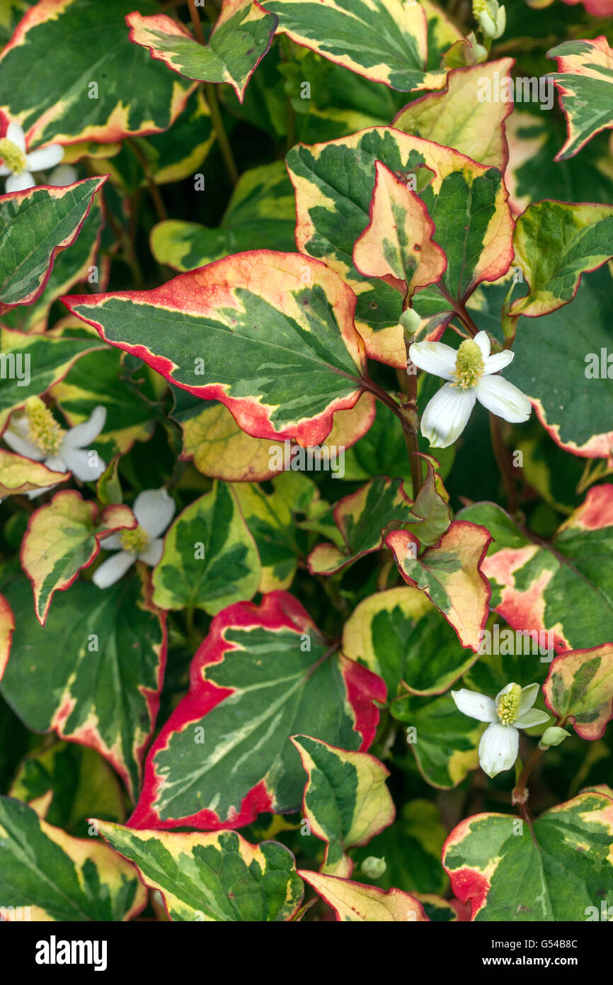 Houttuynia cordata fiori perenni per ombroso di parti di un giardino noto come coda di lucertola, chameleon impianto, heartleaf, fishwort Foto Stock