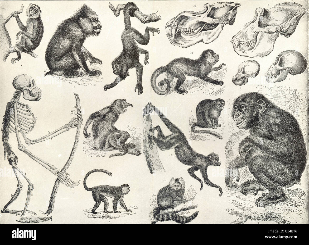 Primati:scheletro;Kahau proboscide,Mona,notte,Capucin monkey;Coaita;Marmoset 1907 Foto Stock
