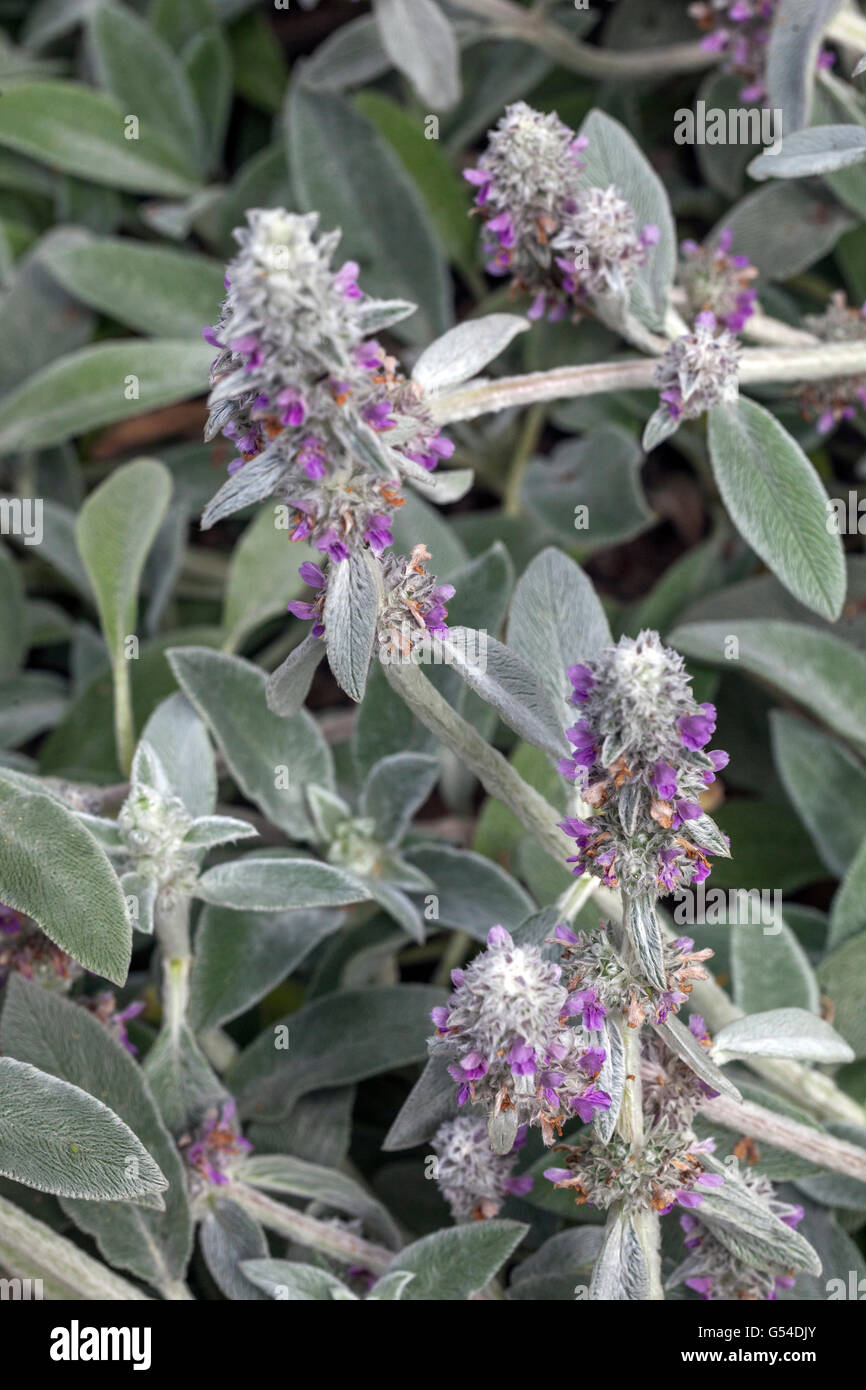 Agnelli' orecchie, Stachys byzantina, fioritura Foto Stock