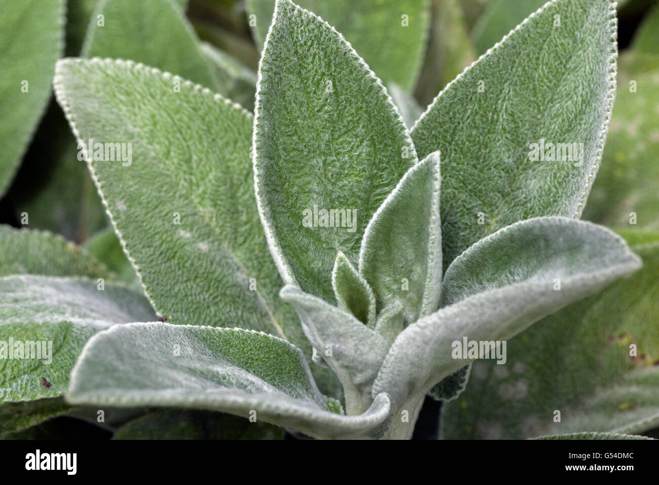 Orecchie di agnelli, foglie di Stachys byzantina Foto Stock