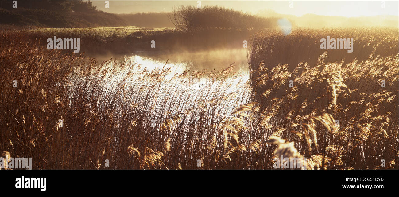Early Morning mist rising tra Marazion paludi Foto Stock