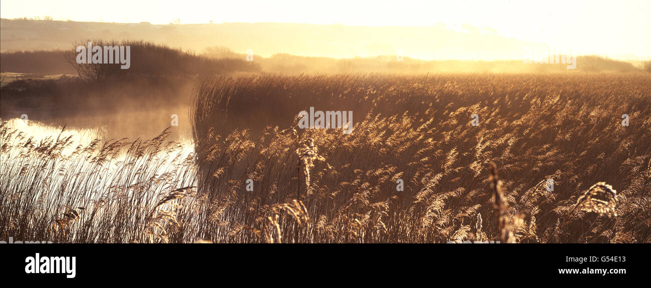 Early Morning mist rising tra Marazion paludi Foto Stock
