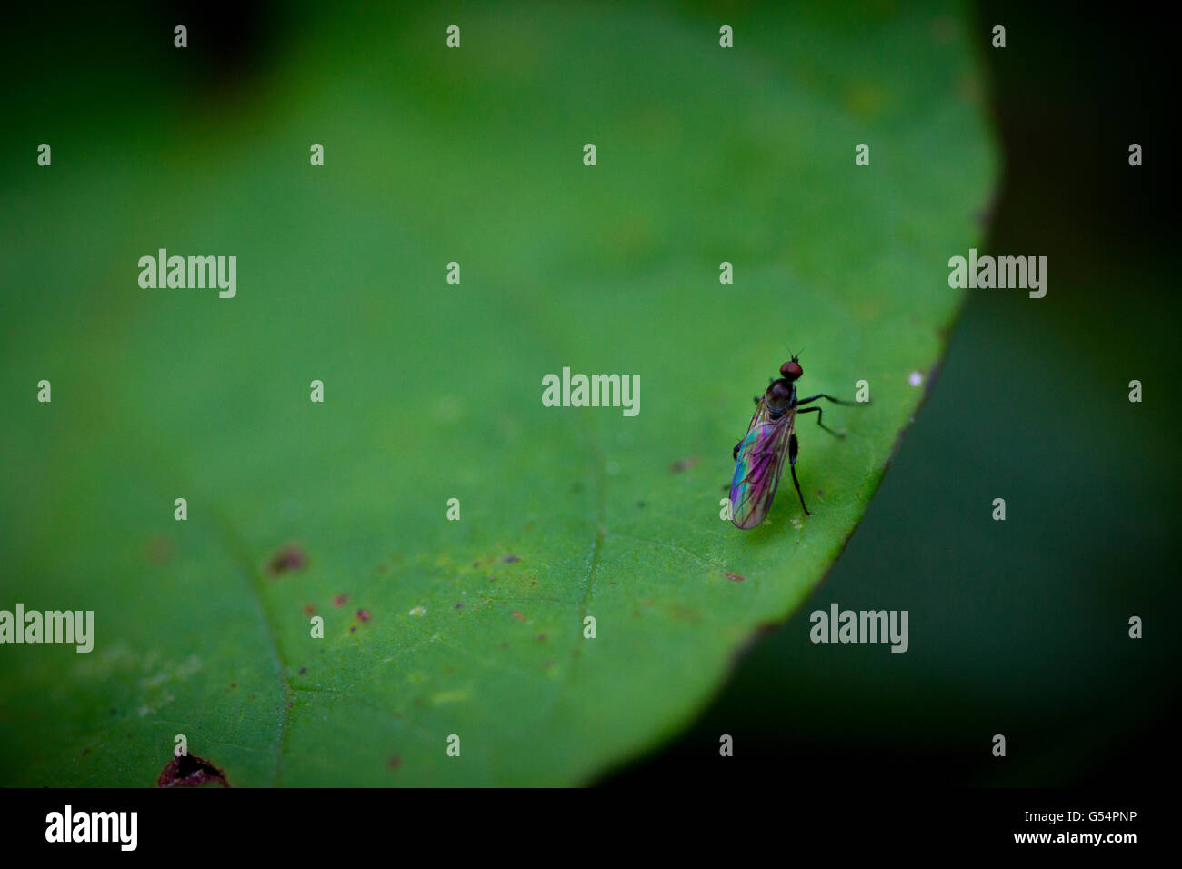 Ripresa macro di un volo su una foglia. Foto Stock