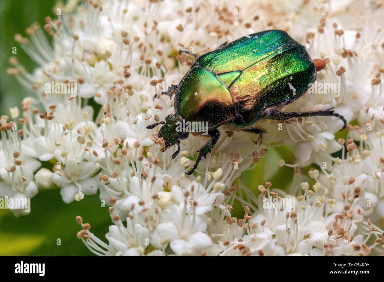Beetle verde chafer rose - Cetonia aurata, Bianco Viburnum close up fiore Foto Stock
