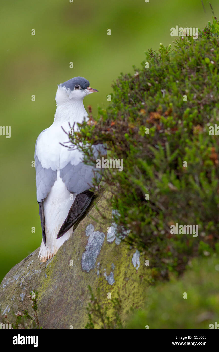 Escape Blue barless swallow pulire zampe thuringer pigeon avvistato su Burley Moor, Yorkshire, Regno Unito Foto Stock