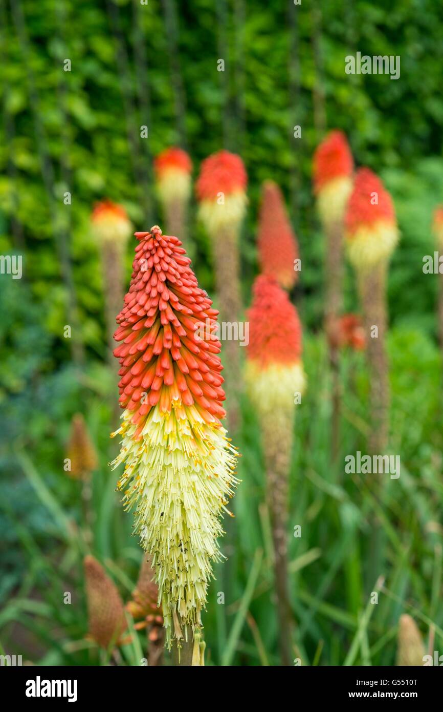 Kniphofia - red hot poker. Foto Stock