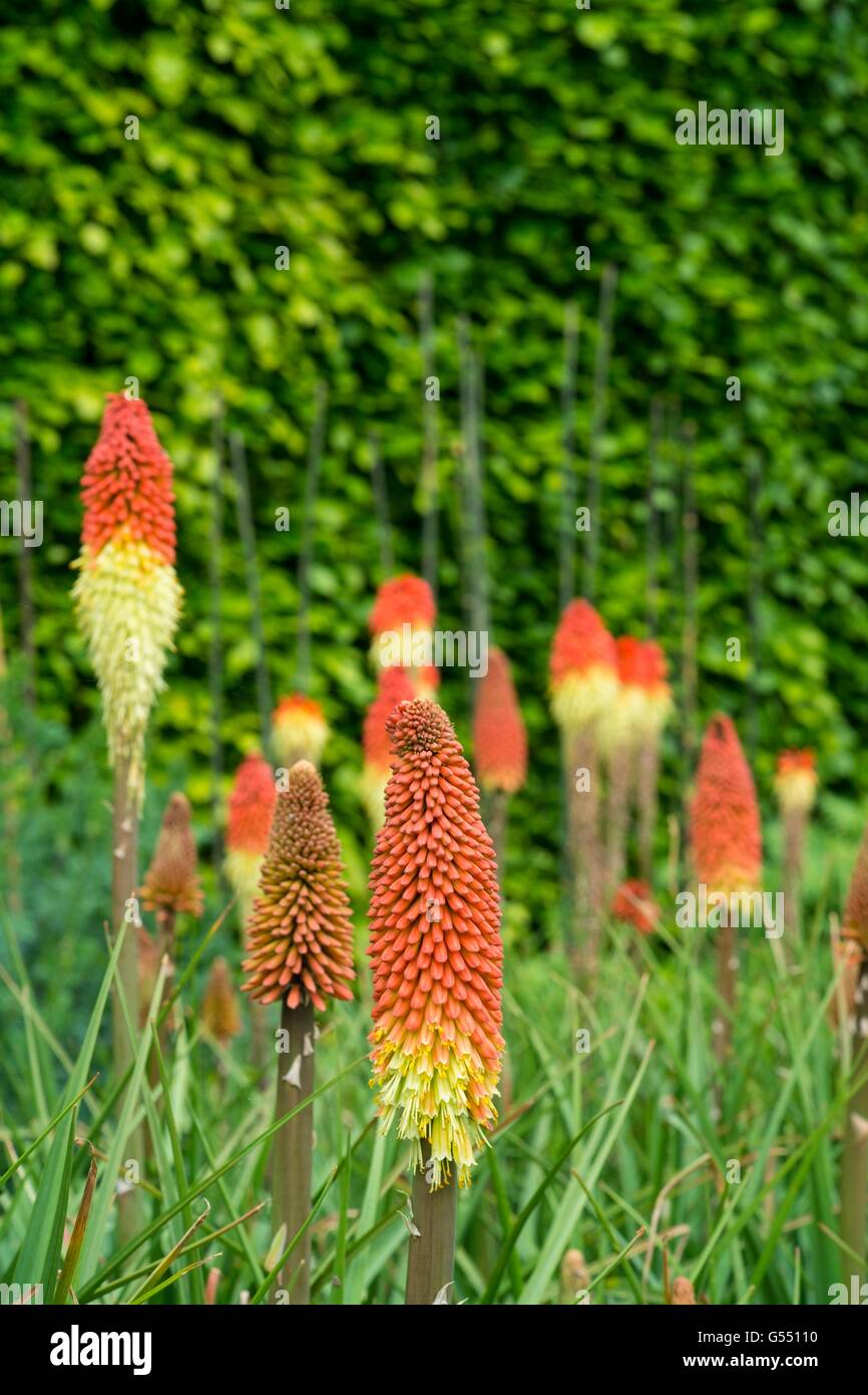 Kniphofia - red hot poker. Foto Stock
