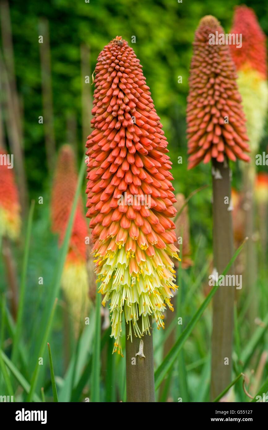 Kniphofia - red hot poker. Foto Stock