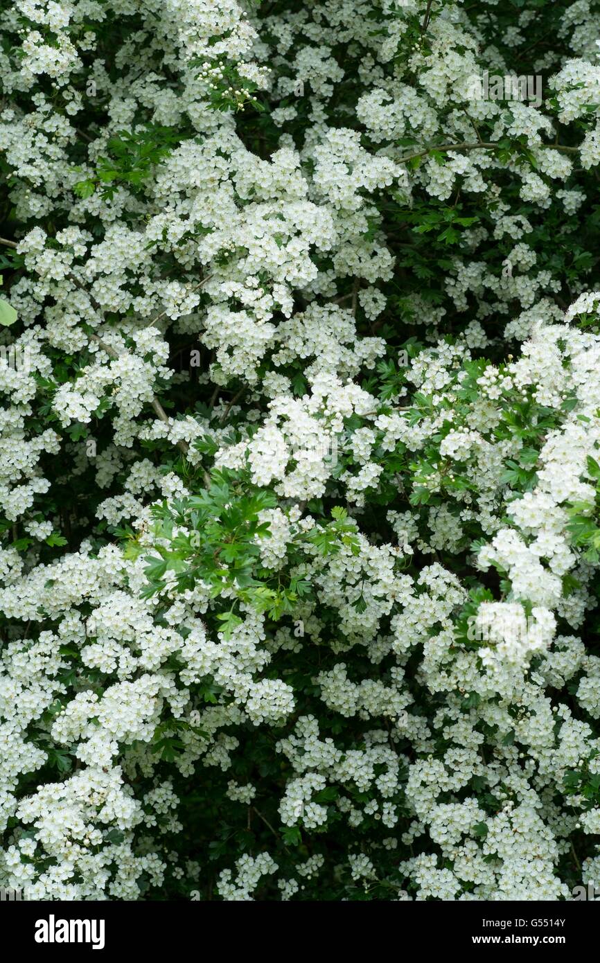 Biancospino, comune - Crataegus monogyna, in fiore, Maggio, Inghilterra. Foto Stock