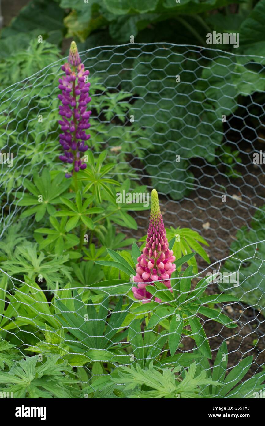 I lupini protetto con rete metallica contro danni di coniglio, Inghilterra, Giugno. Foto Stock