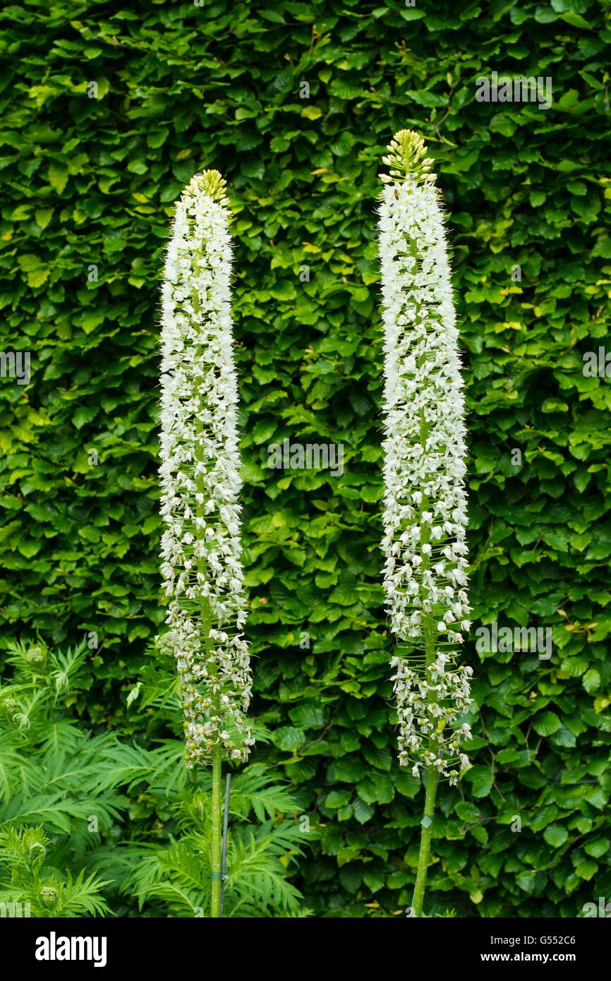 La coda di volpe himalayana Lily - Eremurus Himalaicus, bianca fioritura. Foto Stock