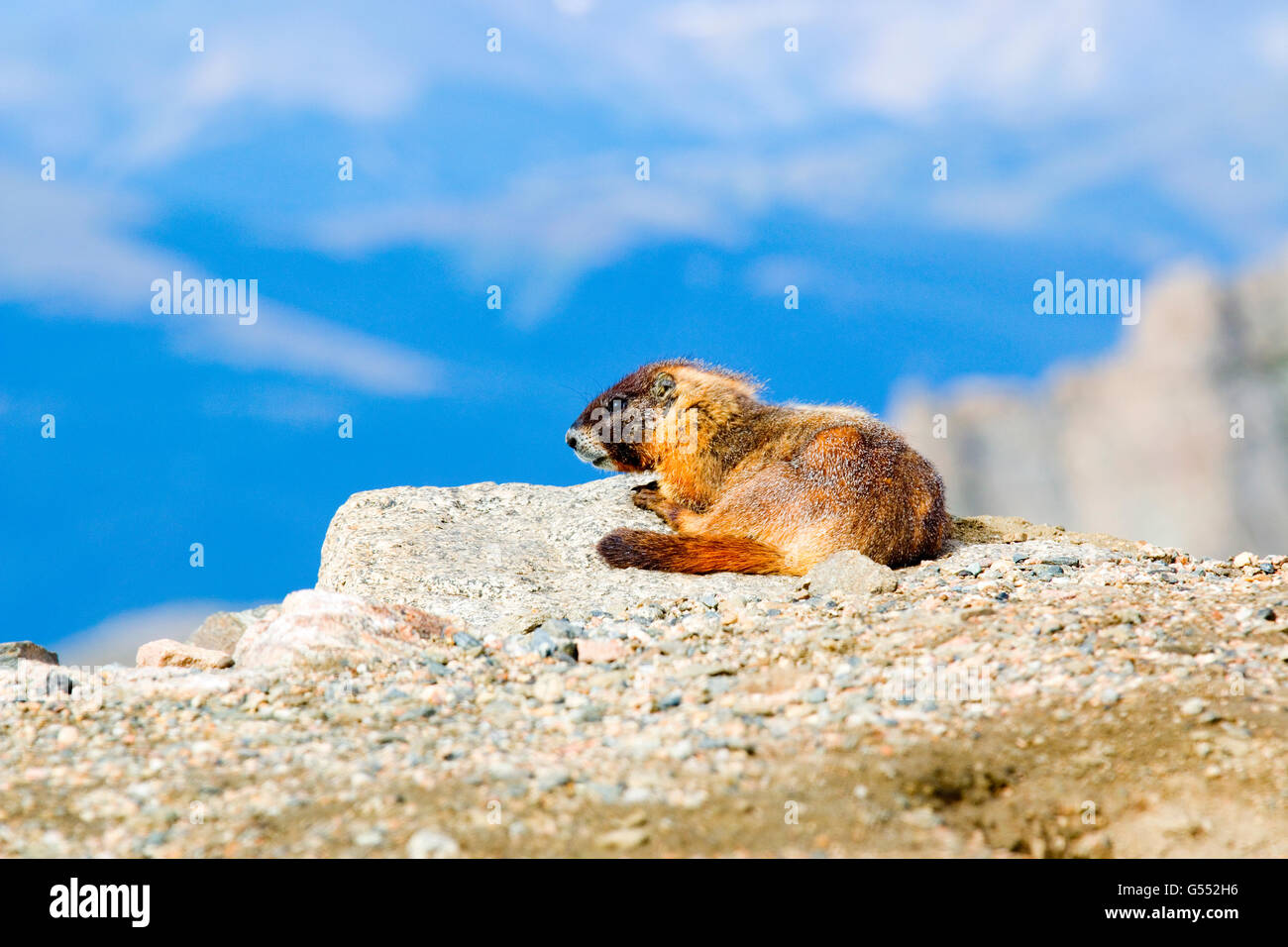 Carino marmotta che posano per una foto sul Monte Evans Colorado su un bel Colorado mattinata estiva Foto Stock