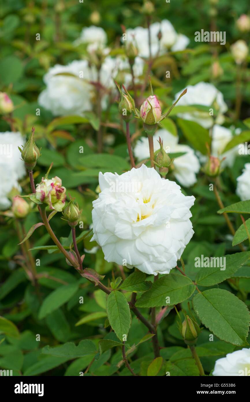 SUSAN WILLIAMS-ELLIS, rosa inglese - allevati da David Austin, rosa ad arbusto. Foto Stock