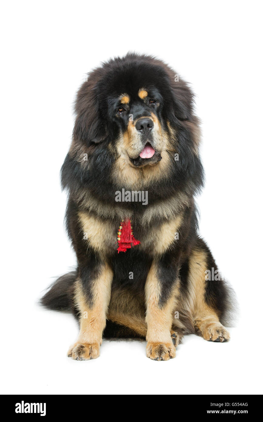 Grande e bella Tibetan mastiff cane Foto Stock