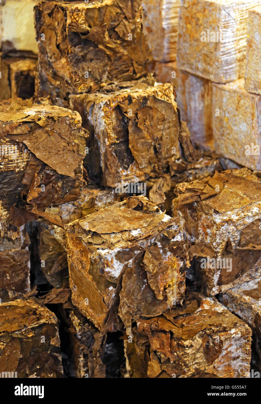 Grotta formaggio stagionato avvolto in foglie e paglia per la perfetta stagionatura e arricchimento di sapore. Una vera specialità italiane Foto Stock