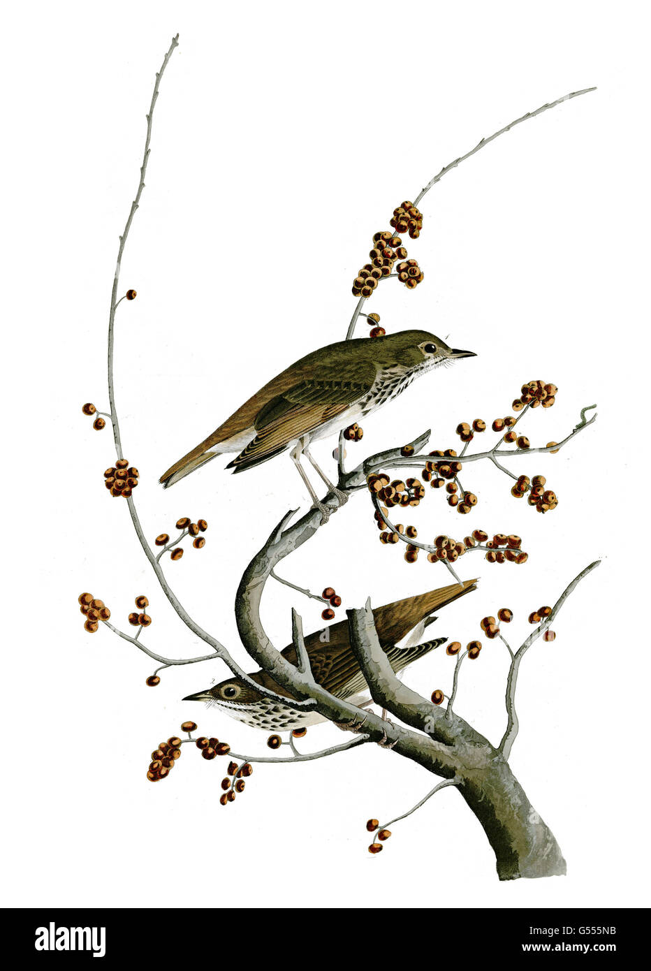Tordo eremita, Catharus guttatus, uccelli, 1827 - 1838 Foto Stock
