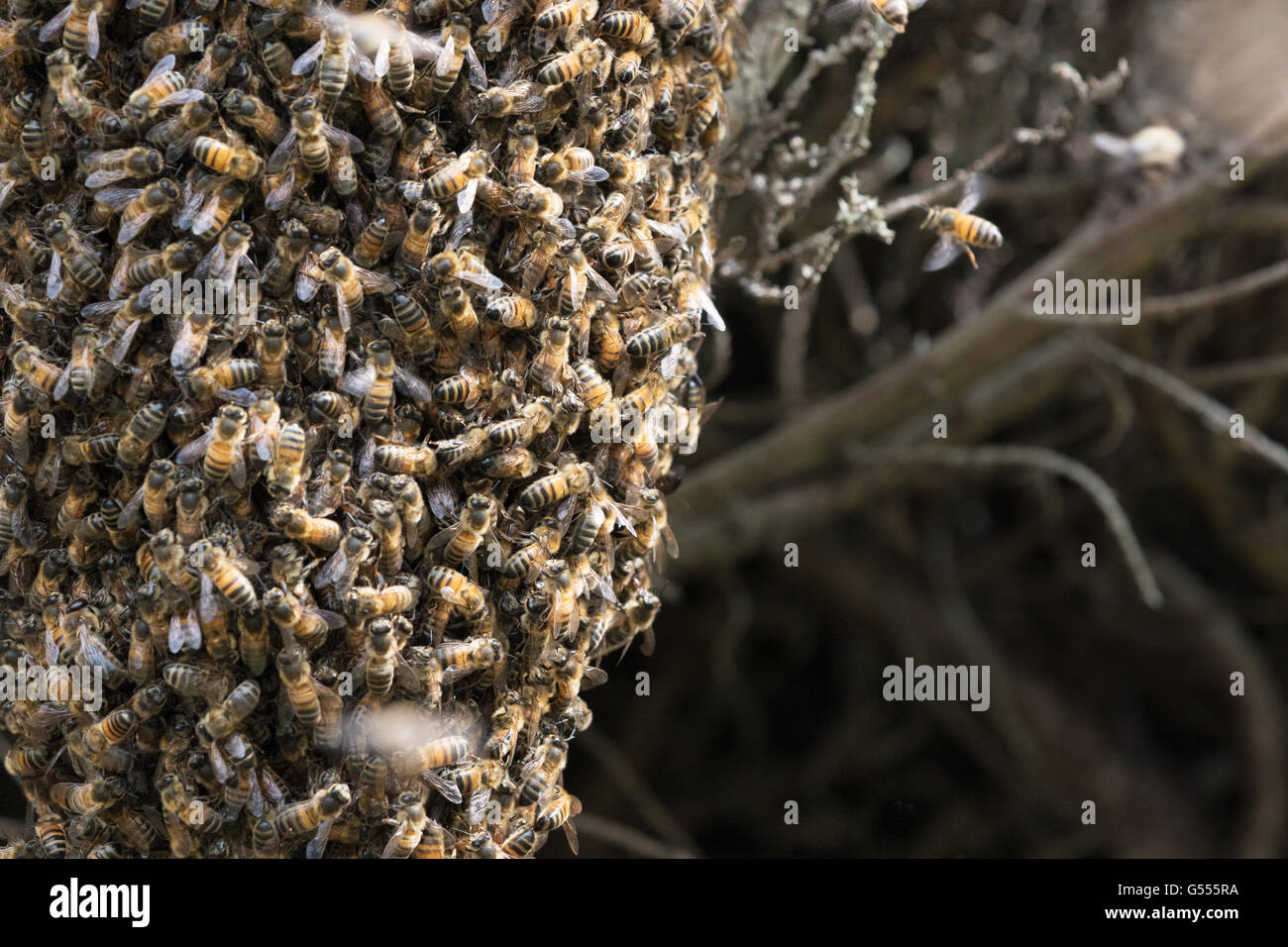 Uno sciame di api mellifere accorsi in una siepe, Suffolk, Inghilterra, Regno Unito Foto Stock
