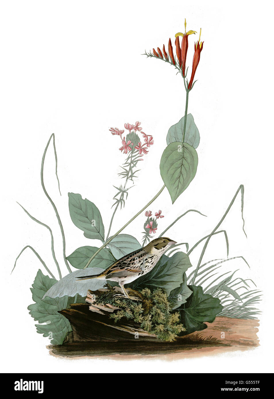 Henslow ci s Sparrow, Ammodramus henslowii, Henslow ci s Bunting, uccelli, 1827 - 1838 Foto Stock