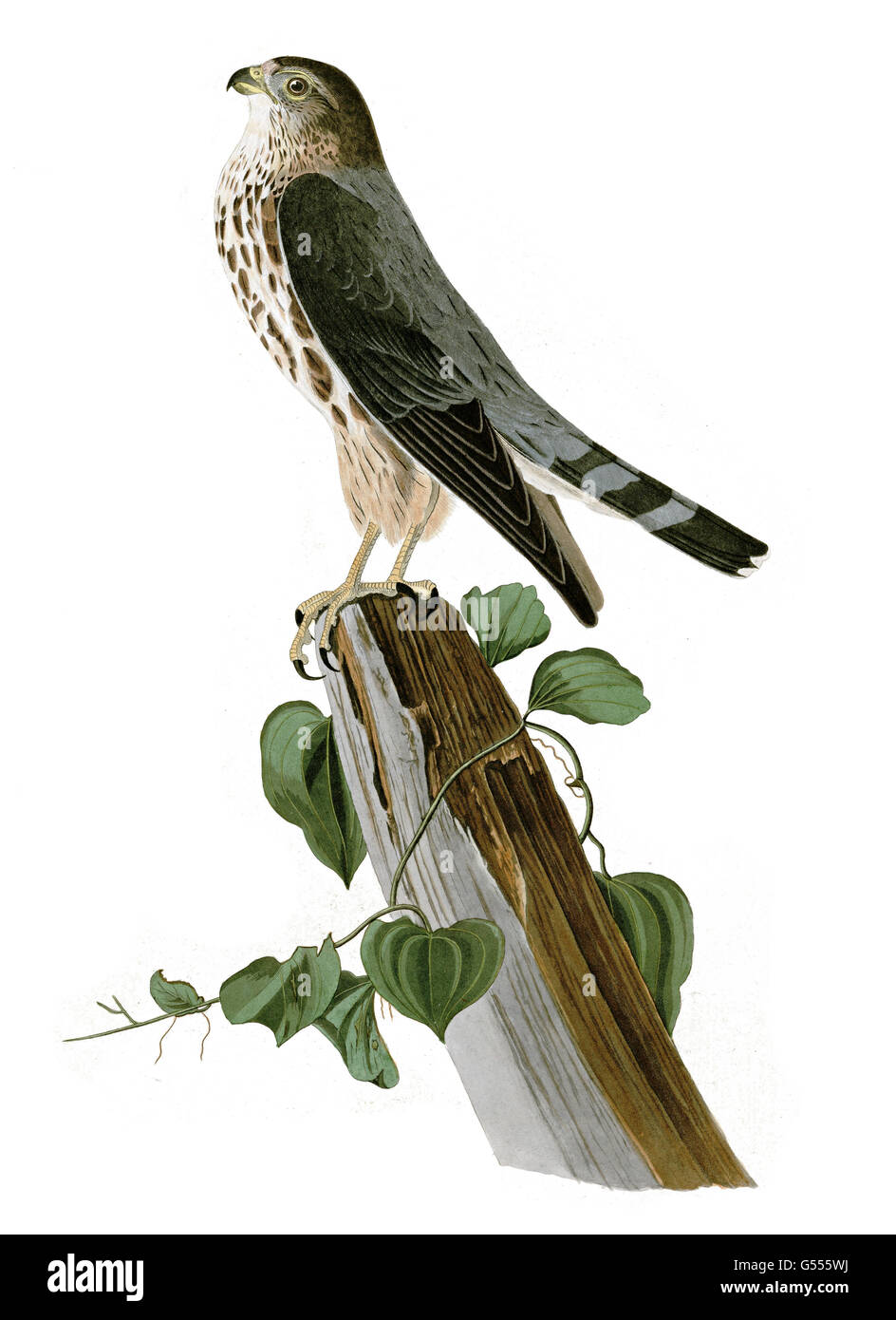 Merlin, Falco columbarius, Le Petit Caporal, uccelli, 1827 - 1838 Foto Stock