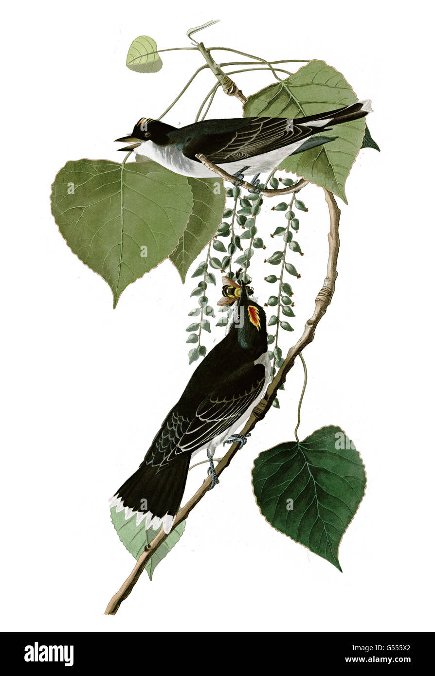 Kingbird orientale, Tyrannus tyrannus, tiranno Fly-catcher, uccelli, 1827 - 1838 Foto Stock