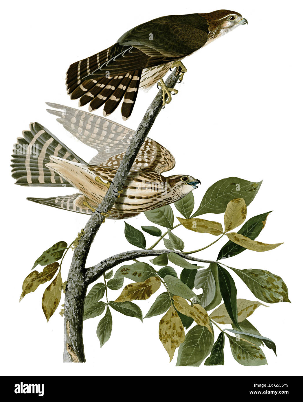 Merlin, Falco columbarius, Piccione Hawk, uccelli, 1827 - 1838 Foto Stock