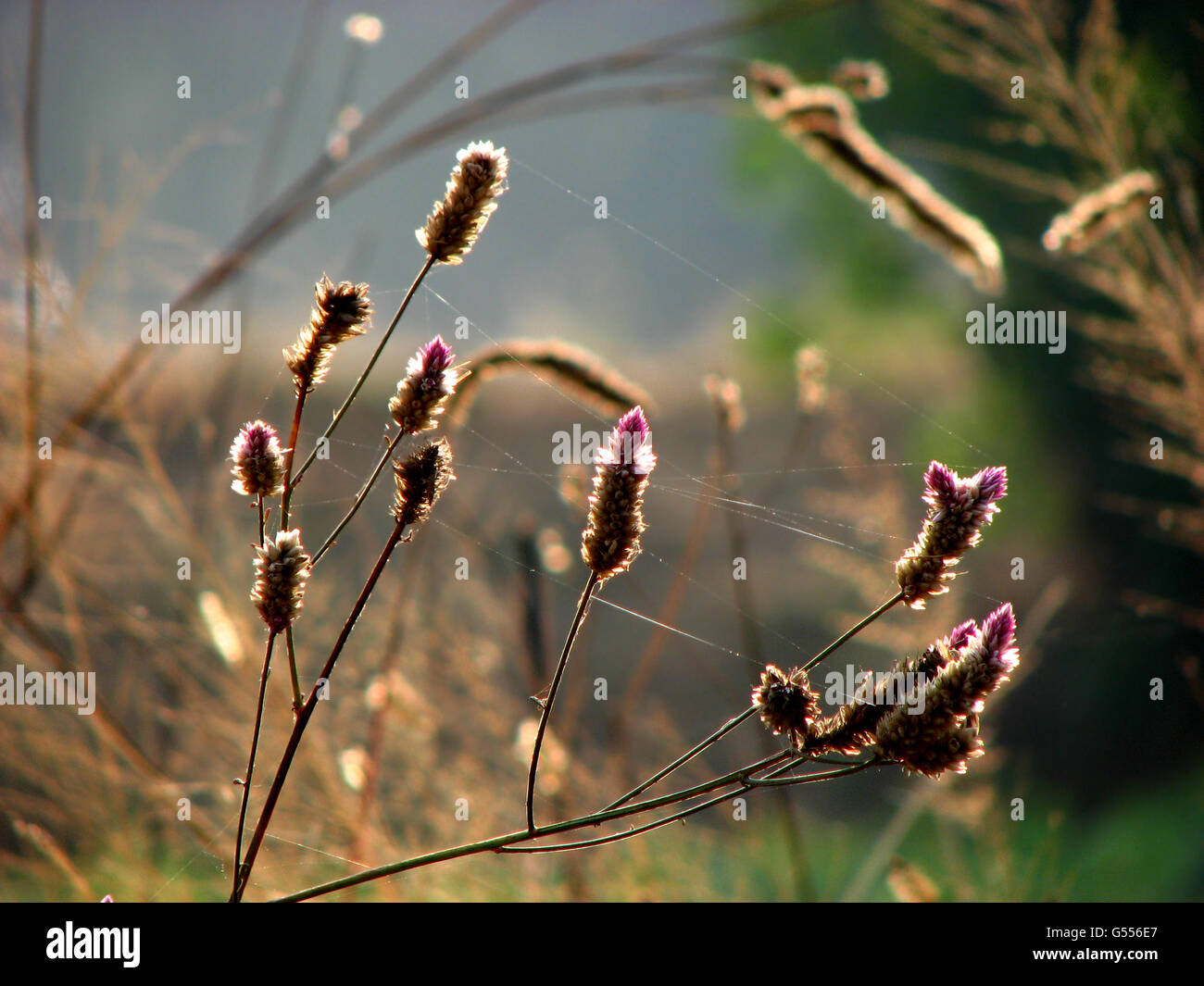 Wild Flowr fasci Foto Stock