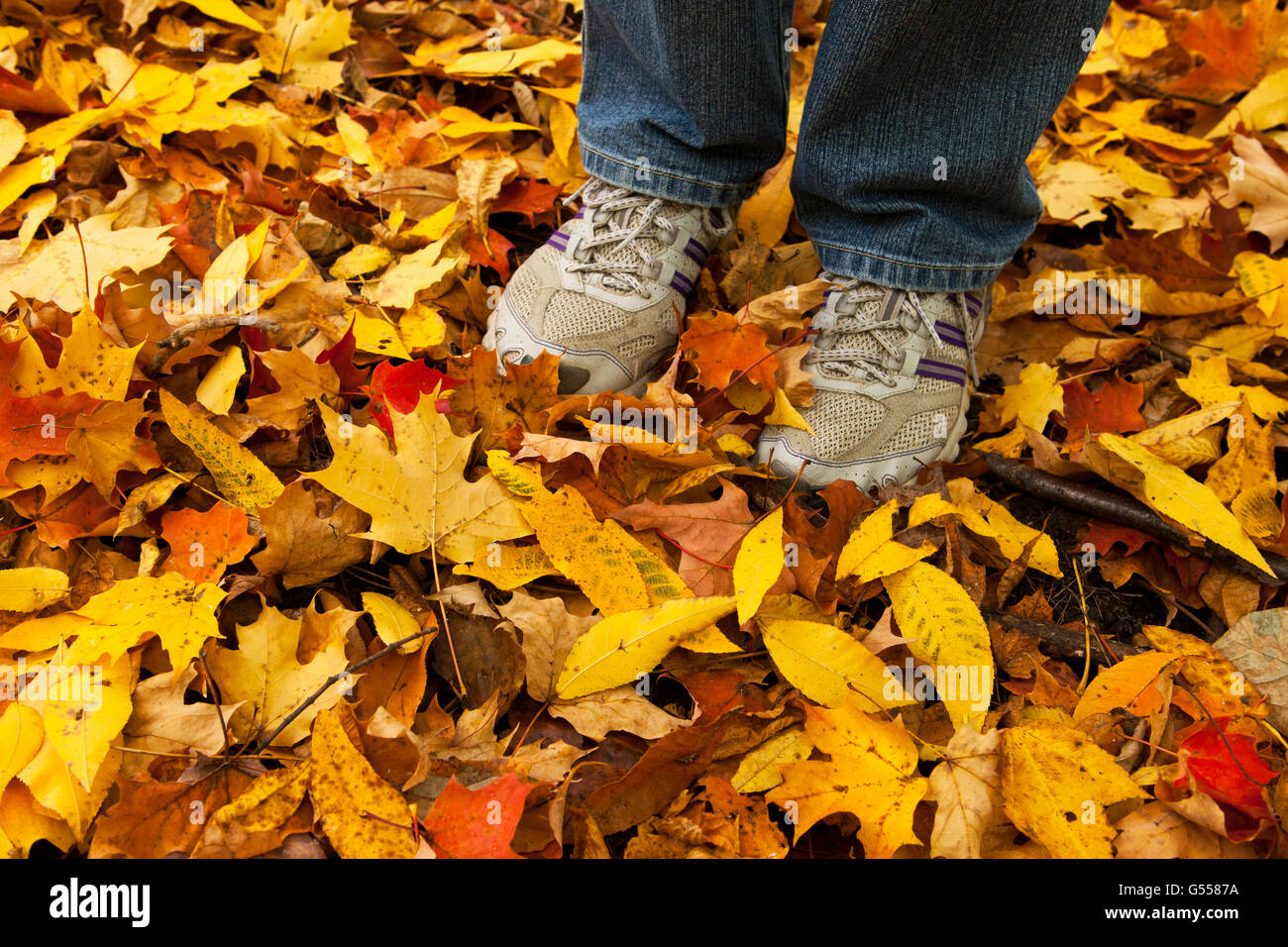 Escursionista piedi e foglie di autunno, Parc du Mont Royal, Montreal, Quebec, Canada, Ottobre Foto Stock