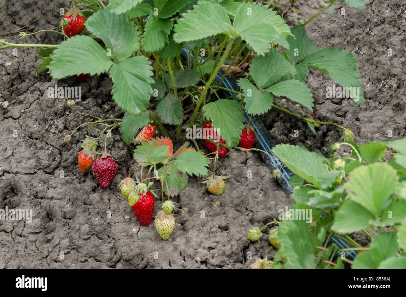 Agricoltura biologica di fragole e tecnologia per irrigazione con acqua caduta nell'orto, Zavet town, Bulgaria Foto Stock