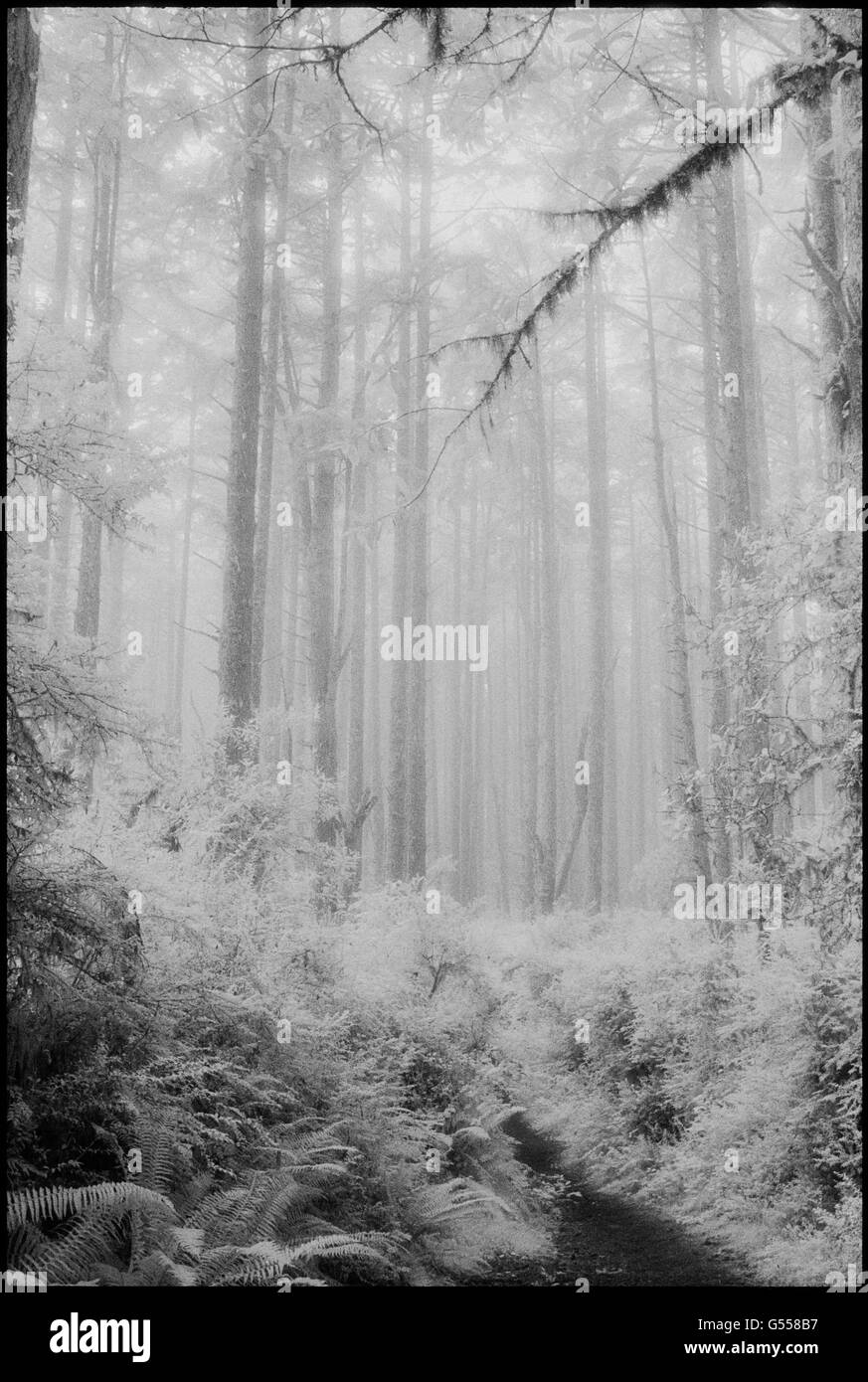 Sentiero attraverso le felci e douglas fir forest (Pseudotsuga menziesii) in caso di nebbia, 'Old Pine Trail", Point Reyes National Seashore, Mari Foto Stock