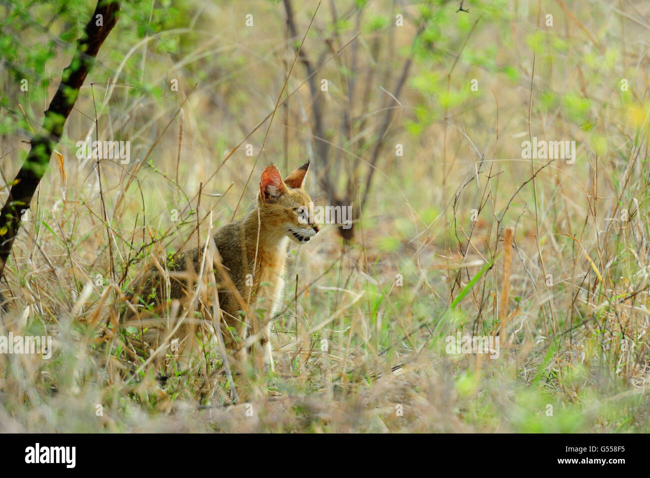Jungle cat (Felis chaus), Felidae, il Parco nazionale di Ranthambore, India, Asia Foto Stock