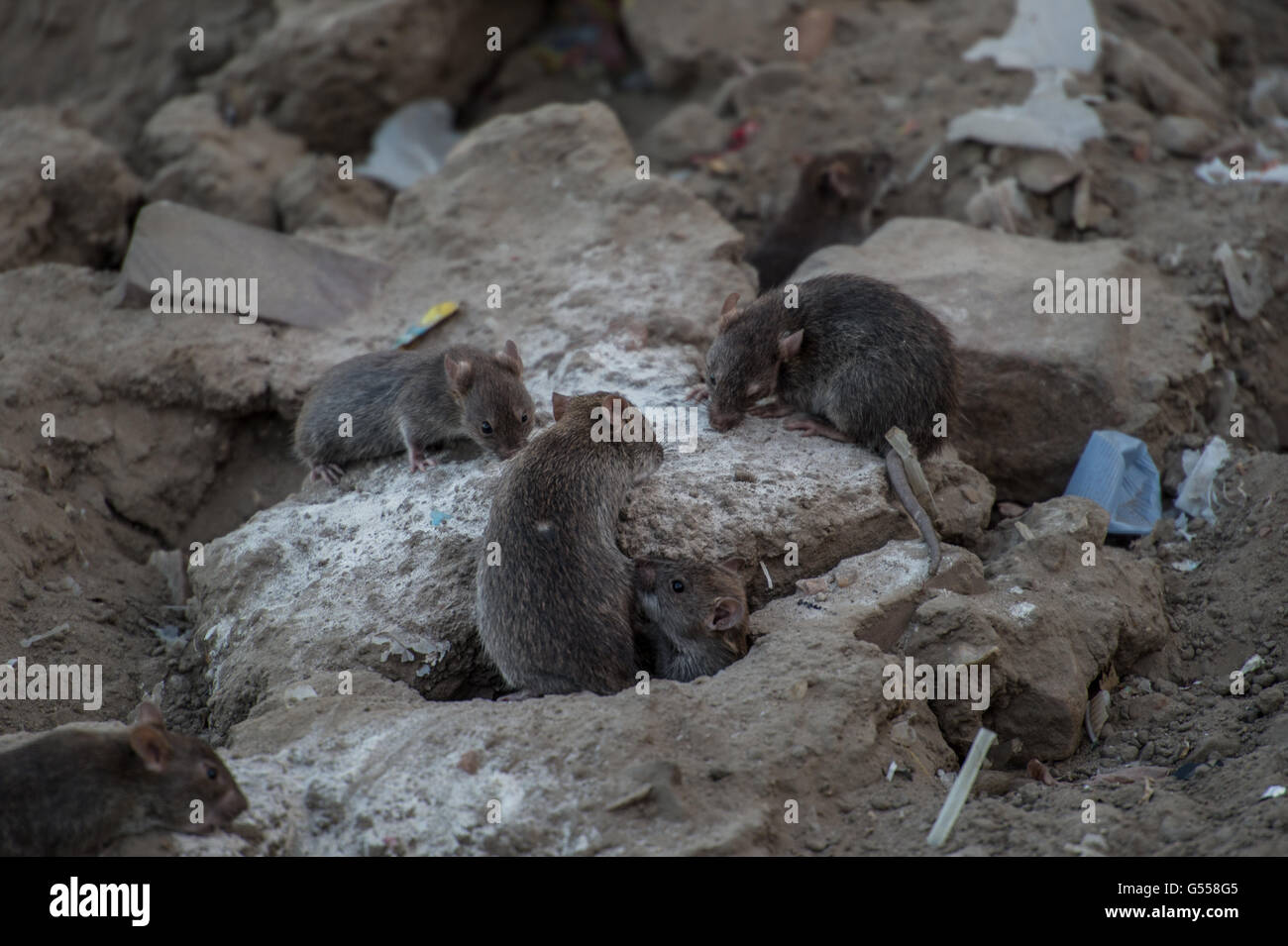 Lesse Bandicoot-RAT (Bandicota bengalensis) Muridae, Jaipur, Rajasthan, India, Asia Foto Stock