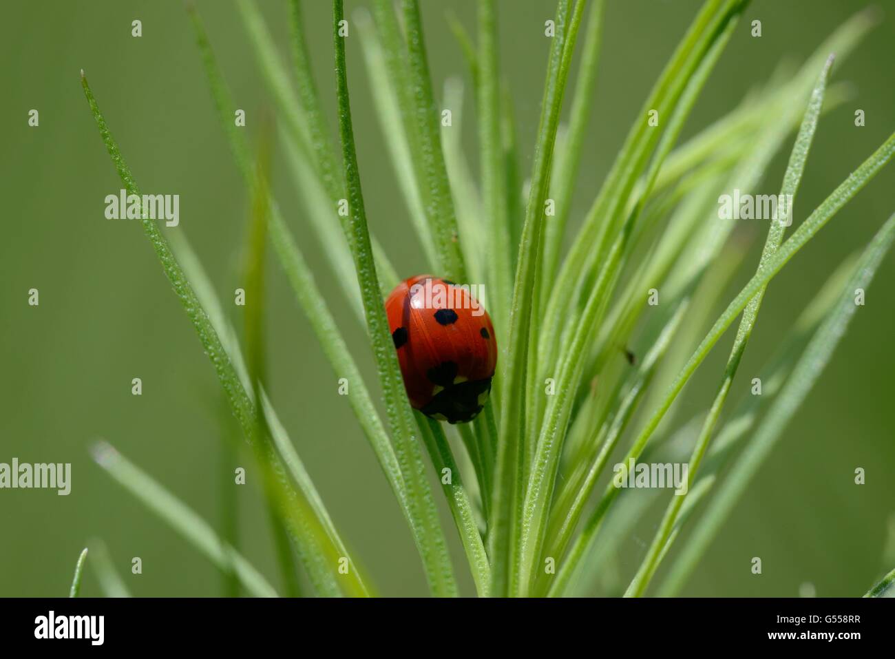 Sette-spotted Lady Beetle Foto Stock