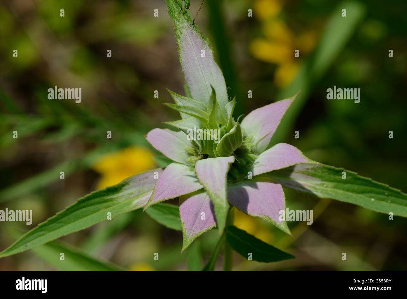 Beebalm macchiato Foto Stock