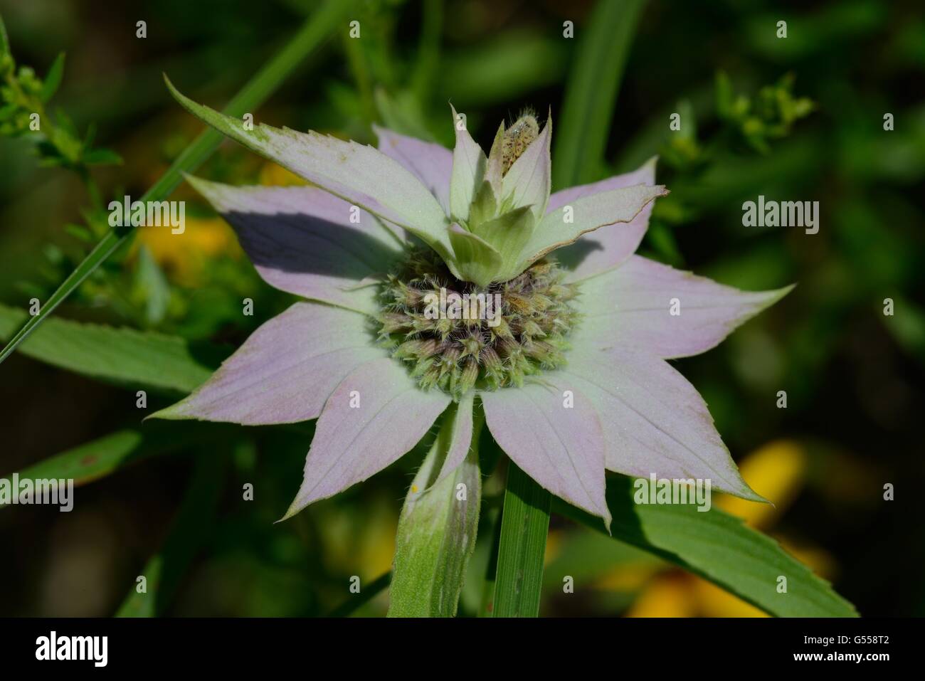 Beebalm macchiato Foto Stock