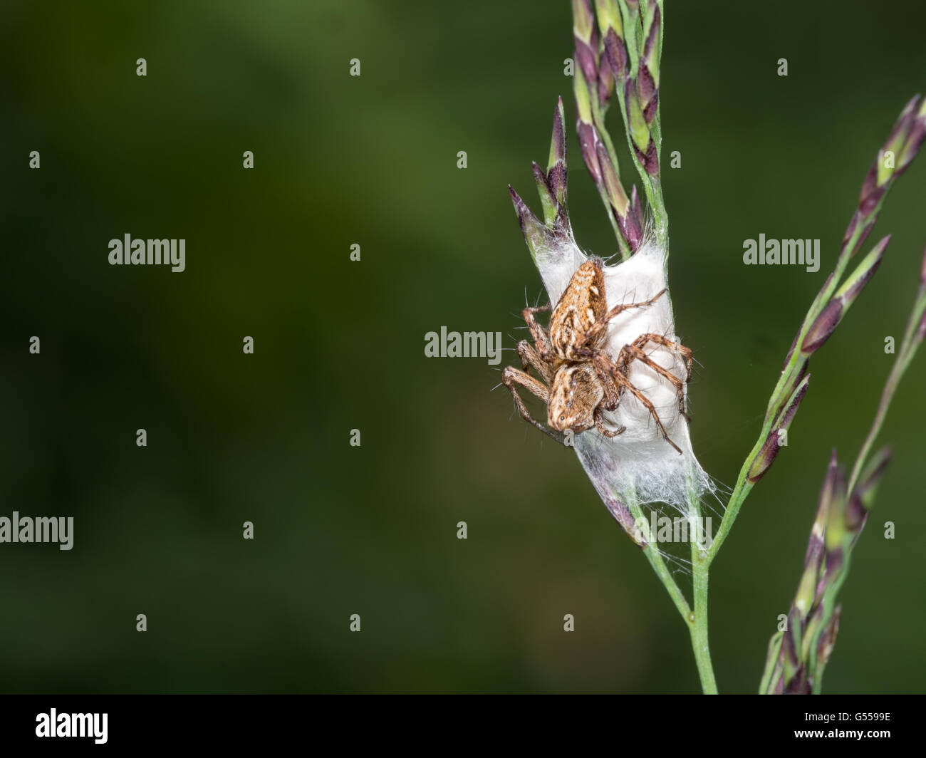 Piccolo marrone lynx spider. Oxyopes ramosus. Con le uova. Foto Stock