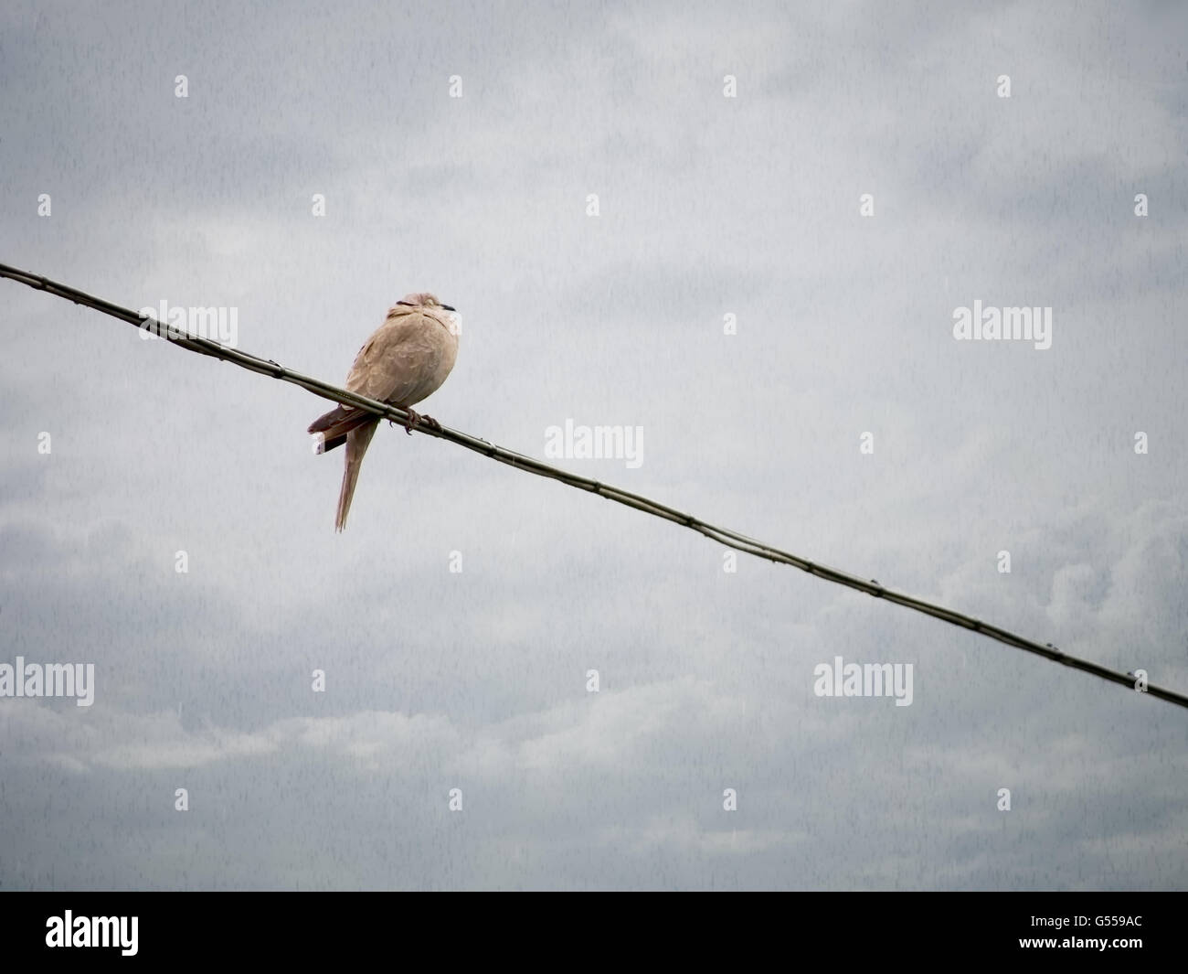 Uno soggy uccello sul filo di telefono. Giorno di pioggia sfondo. Foto Stock