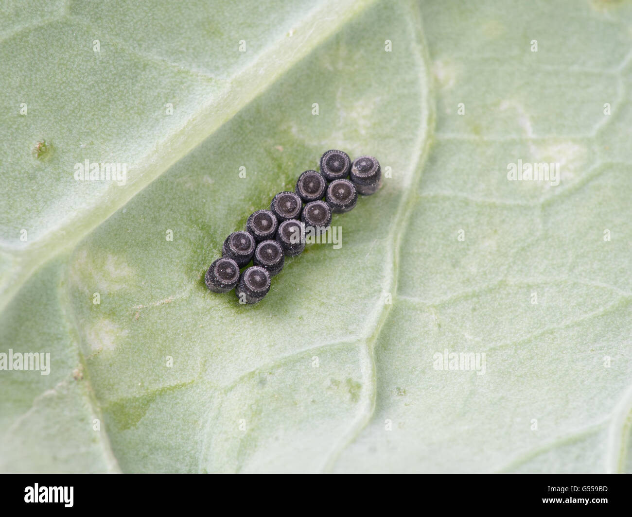 Entomologia. Macro. Il fetore bug uova. Pentatomoidea. Foto Stock