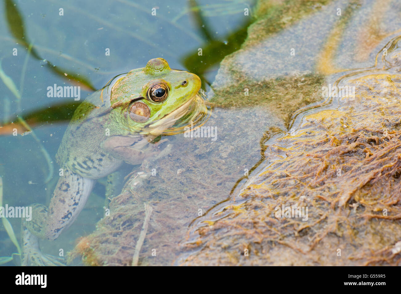 Bullfrog seduto su una roccia in una palude. Foto Stock