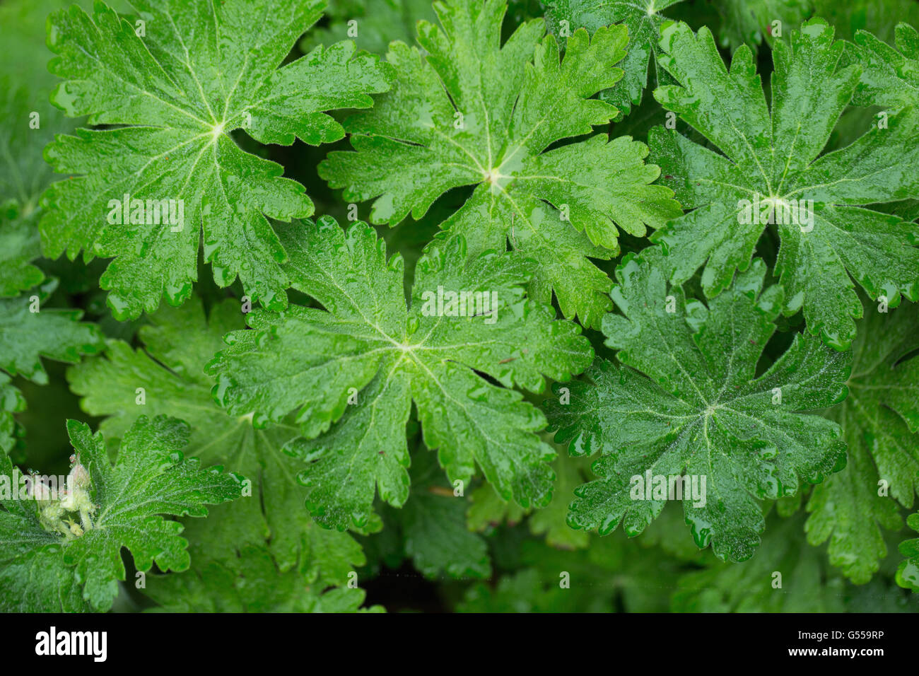 Bigfoot foglie di geranio con boccioli che spuntavano Foto Stock