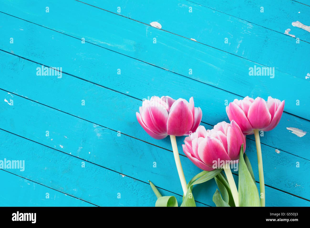 Sfondo floreale. Tre fiori rosa sul luminoso blu vintage sfondo di legno con copia spazio per il testo Foto Stock