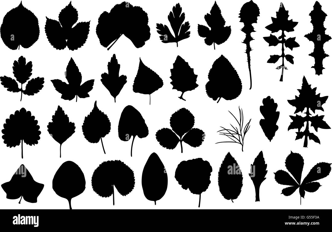 Set di foglie differenti isolati su bianco Illustrazione Vettoriale