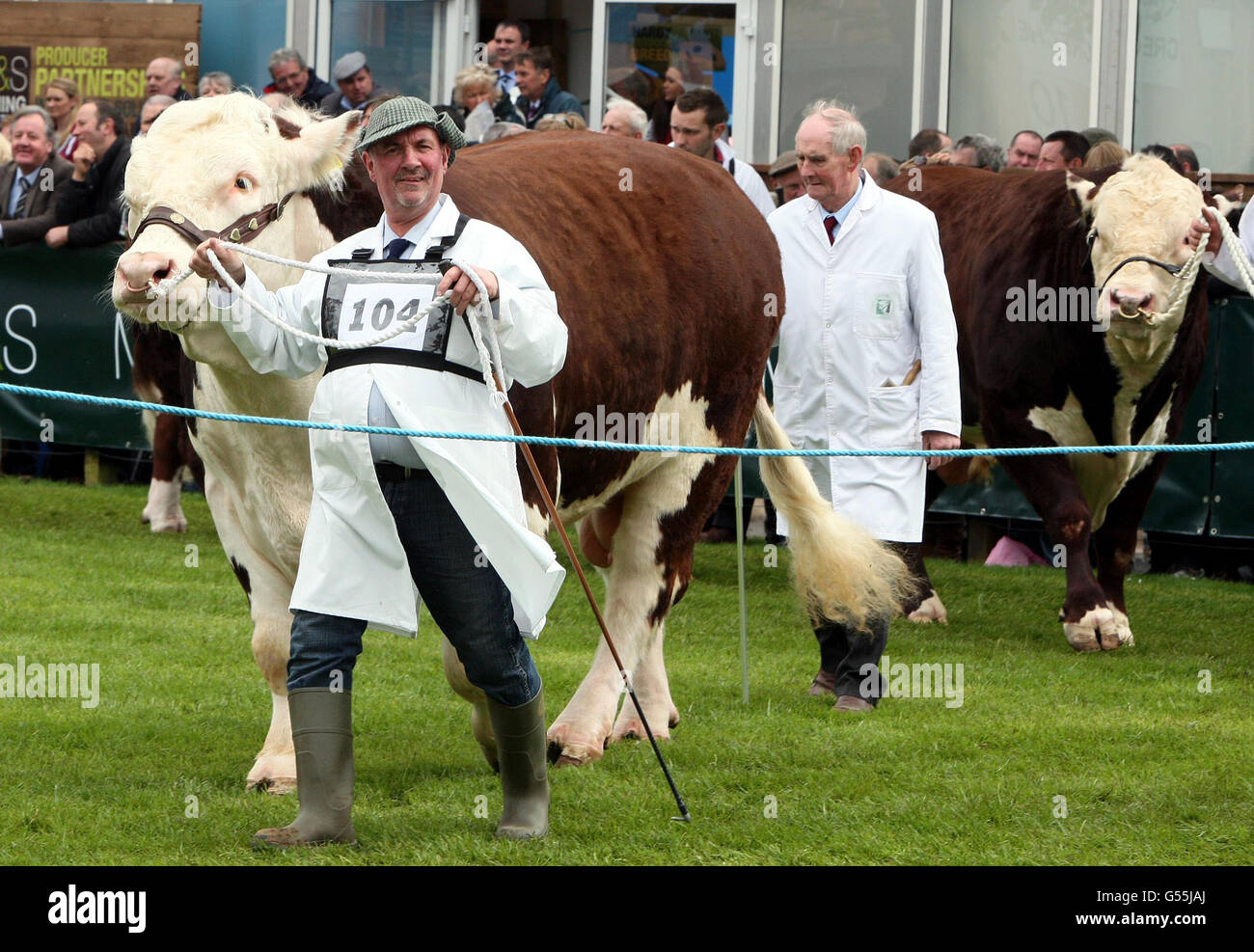 FOTO: Gli agricoltori sfilano i loro tori, il giorno uno della mostra agricola Balmoral a sud di Belfast. Foto Stock